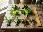 Aquarium Plant Bundle product image 6