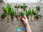 Aquarium Plant Bundle product image 7