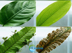 Aquarium Plant Bundle product image 8