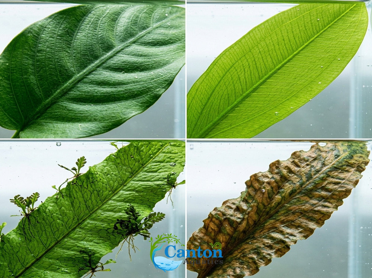 Aquarium Plant Bundle product image 8