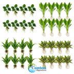 Aquarium Plant Bundle product image 9