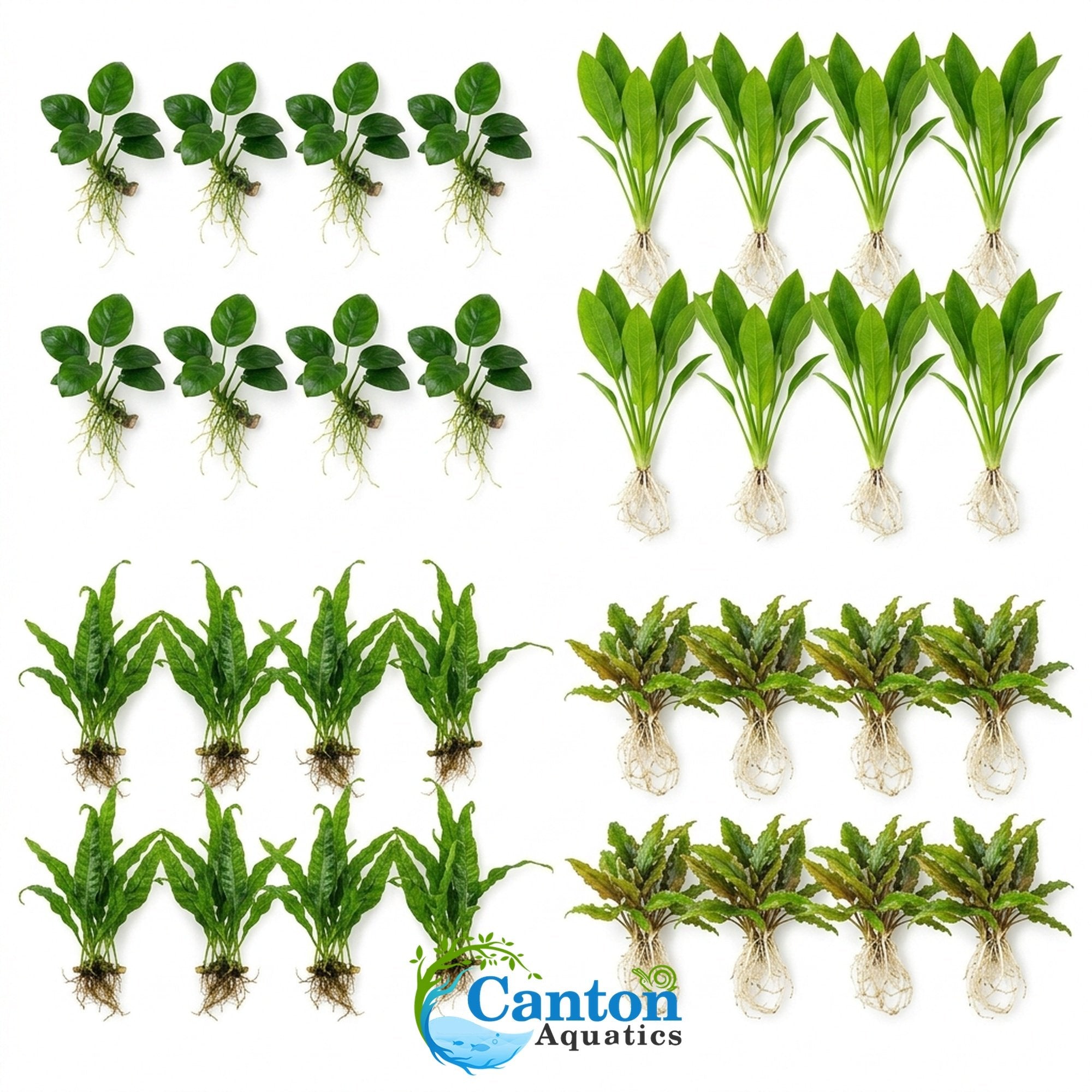 Aquarium Plant Bundle product image 9