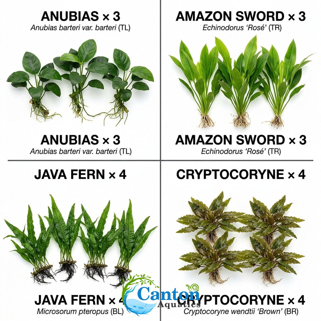 Aquarium Plant Bundle product image 11