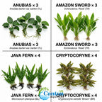 Aquarium Plant Bundle product image 11