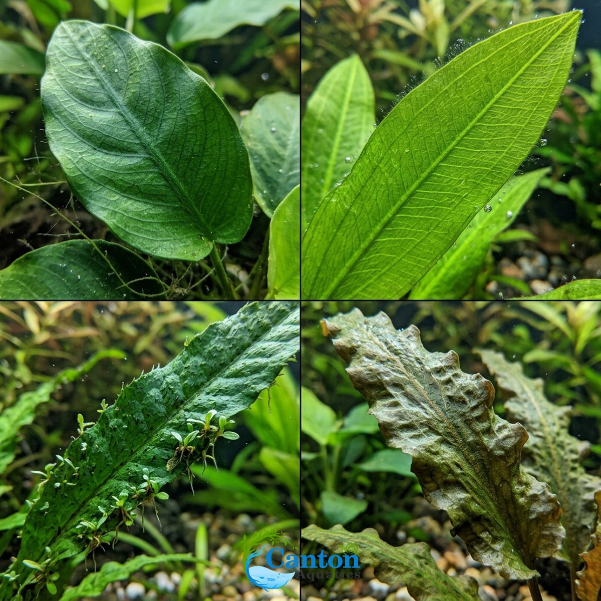 Aquarium Plant Bundle product image 12
