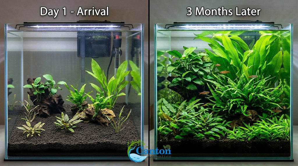 Aquarium Plant Bundle product image 13