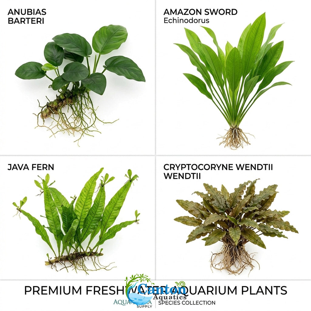 Aquarium Plant Bundle product image 14