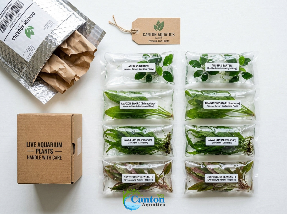 Aquarium Plant Bundle product image 15