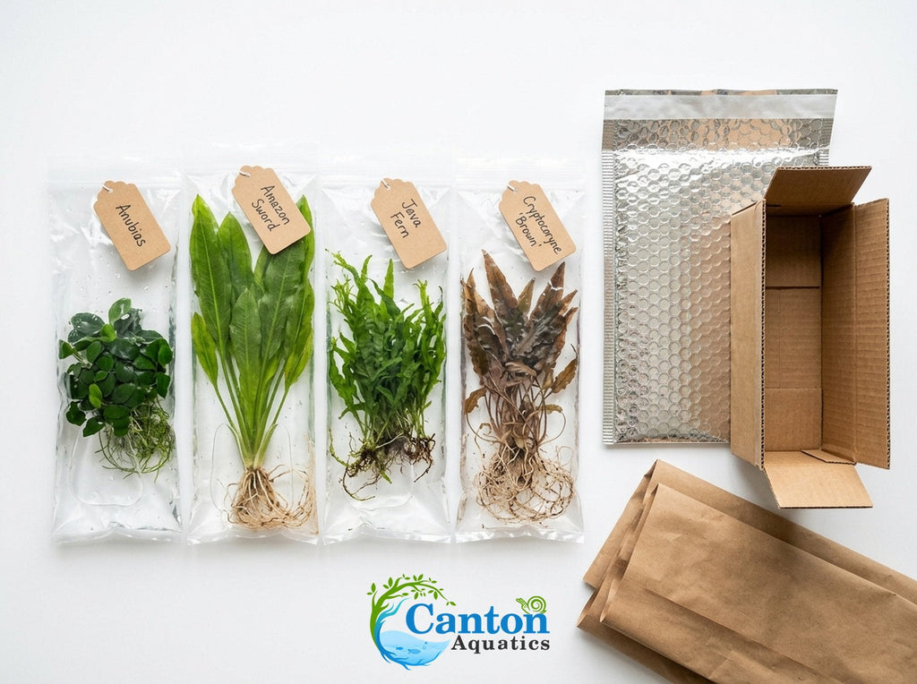 Aquarium Plant Bundle product image 17
