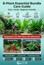 Aquarium Plant Bundle product image 20