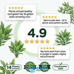 Aquarium Plant Bundle product image 21