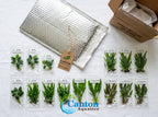 Aquarium Plant Bundle product image 24