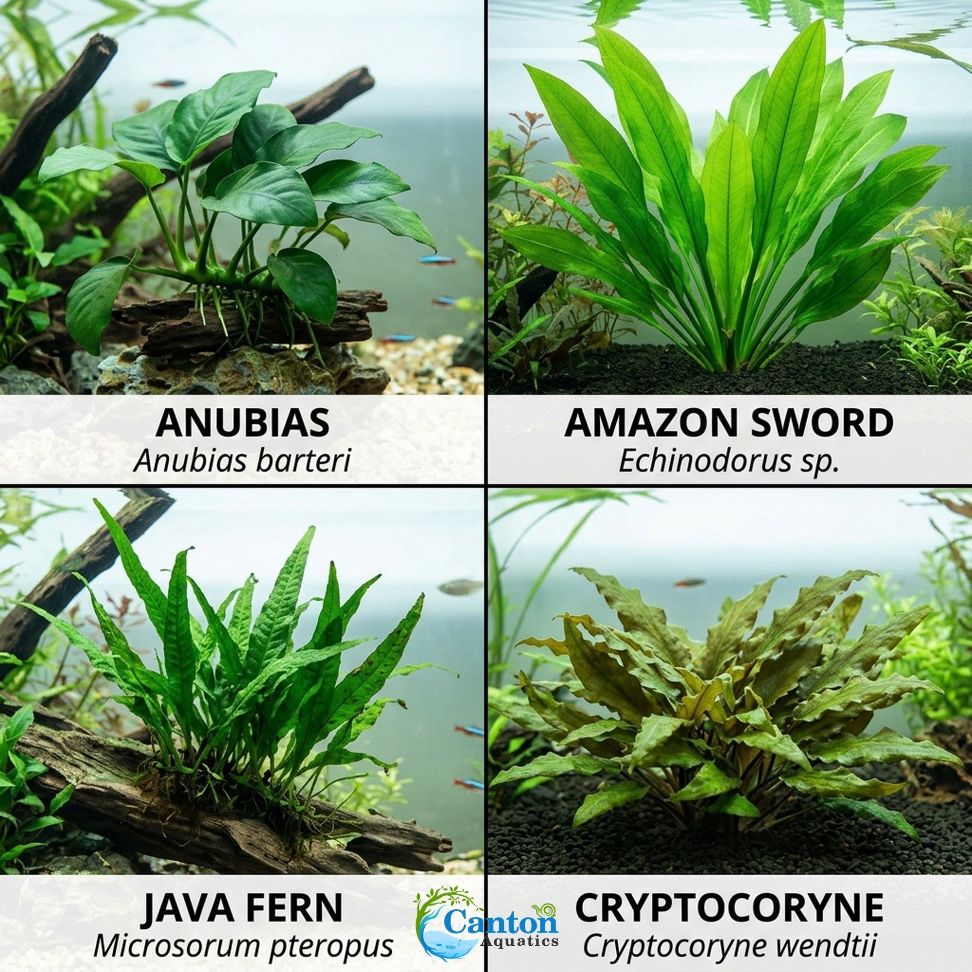 Aquarium Plant Bundle product image 28