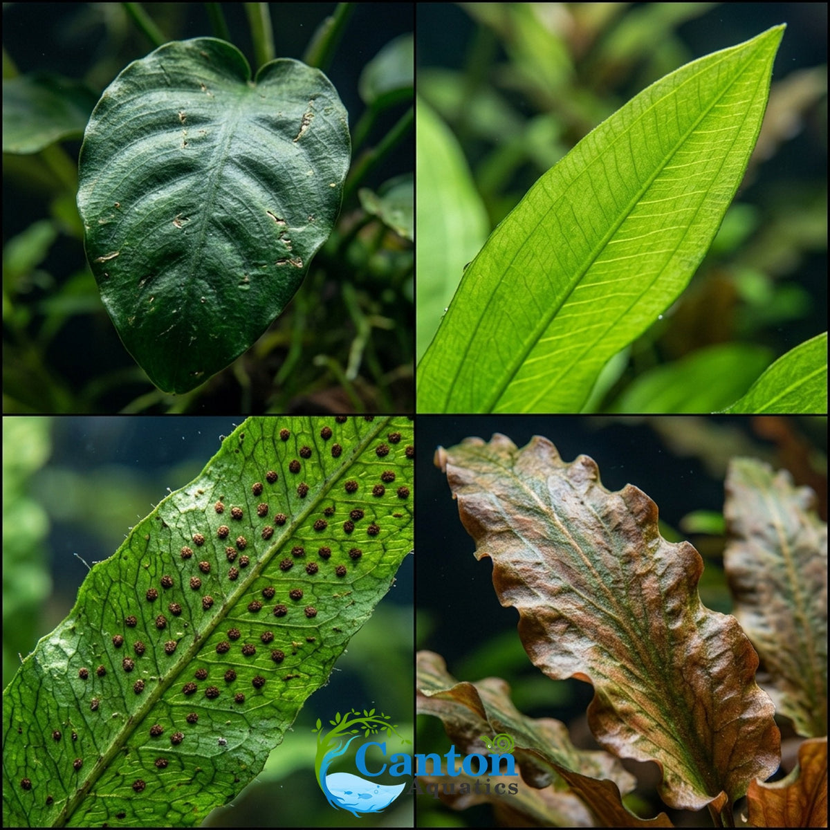 Aquarium Plant Bundle product image 32