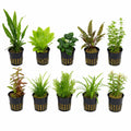 Live Aquarium Plant Bundle product image 1