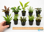 Live Aquarium Plant Bundle product image 2