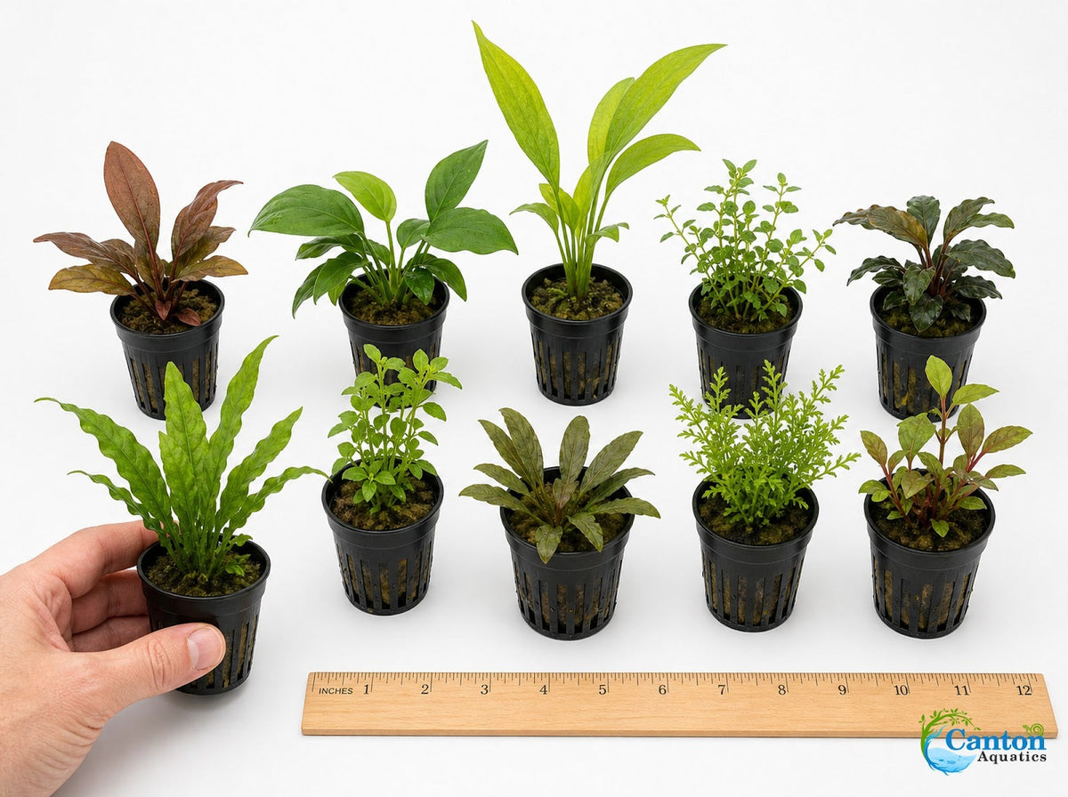 Live Aquarium Plant Bundle product image 2