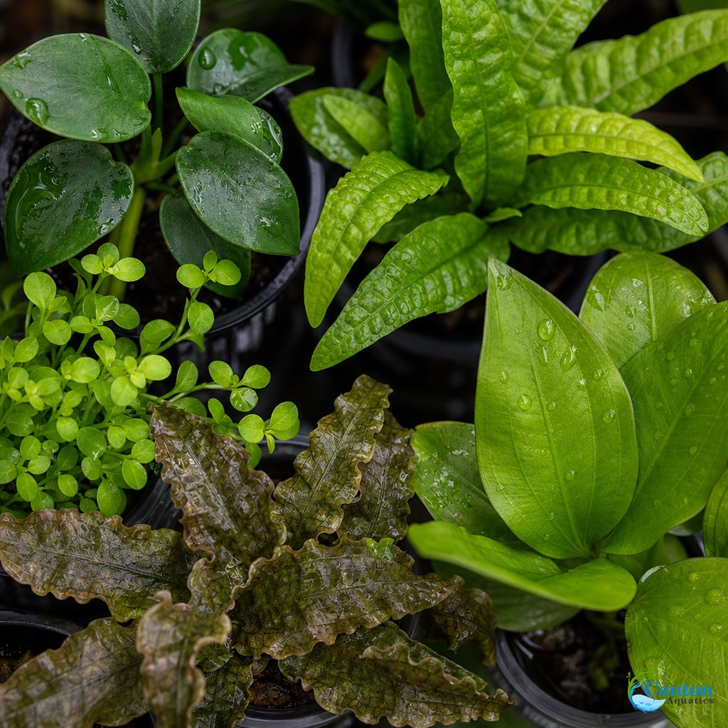 Live Aquarium Plant Bundle product image 4