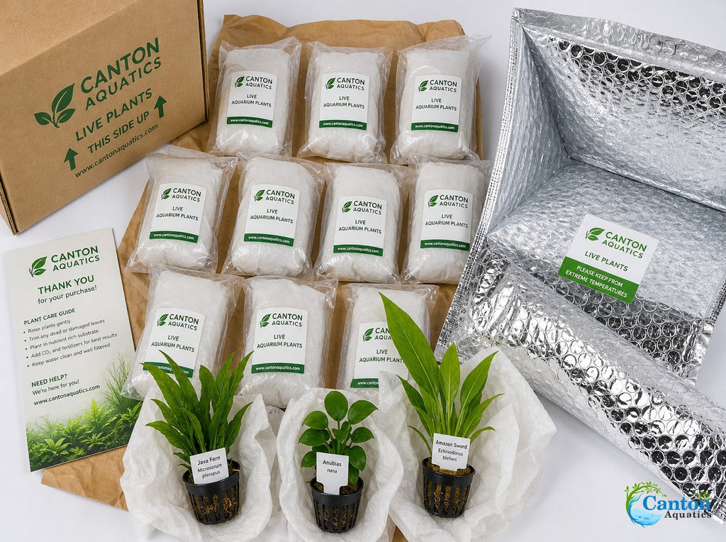 Live Aquarium Plant Bundle product image 5