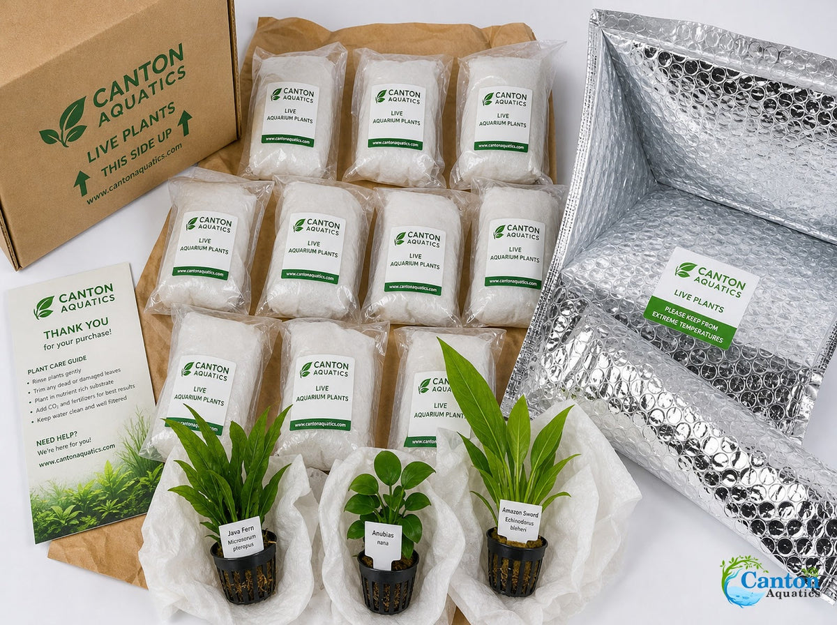 Live Aquarium Plant Bundle product image 5