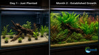 Live Aquarium Plant Bundle product image 6