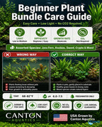 Live Aquarium Plant Bundle product image 7
