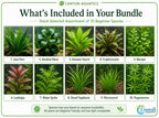 Live Aquarium Plant Bundle product image 8