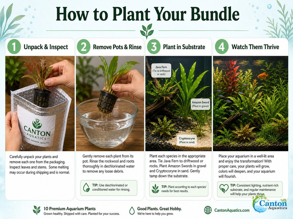 Live Aquarium Plant Bundle product image 9