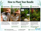 Live Aquarium Plant Bundle product image 9