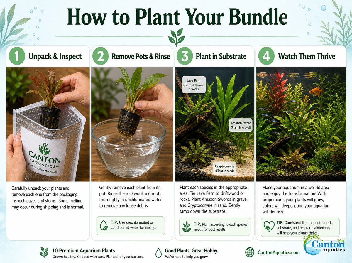 Live Aquarium Plant Bundle product image 9