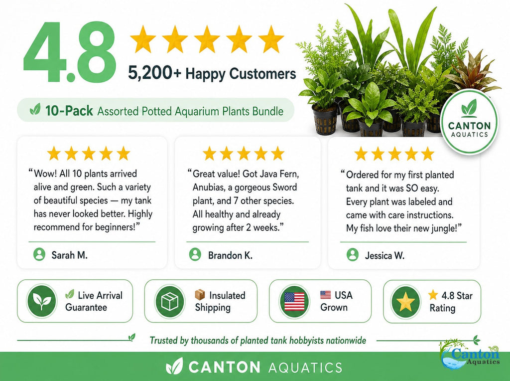 Live Aquarium Plant Bundle product image 10