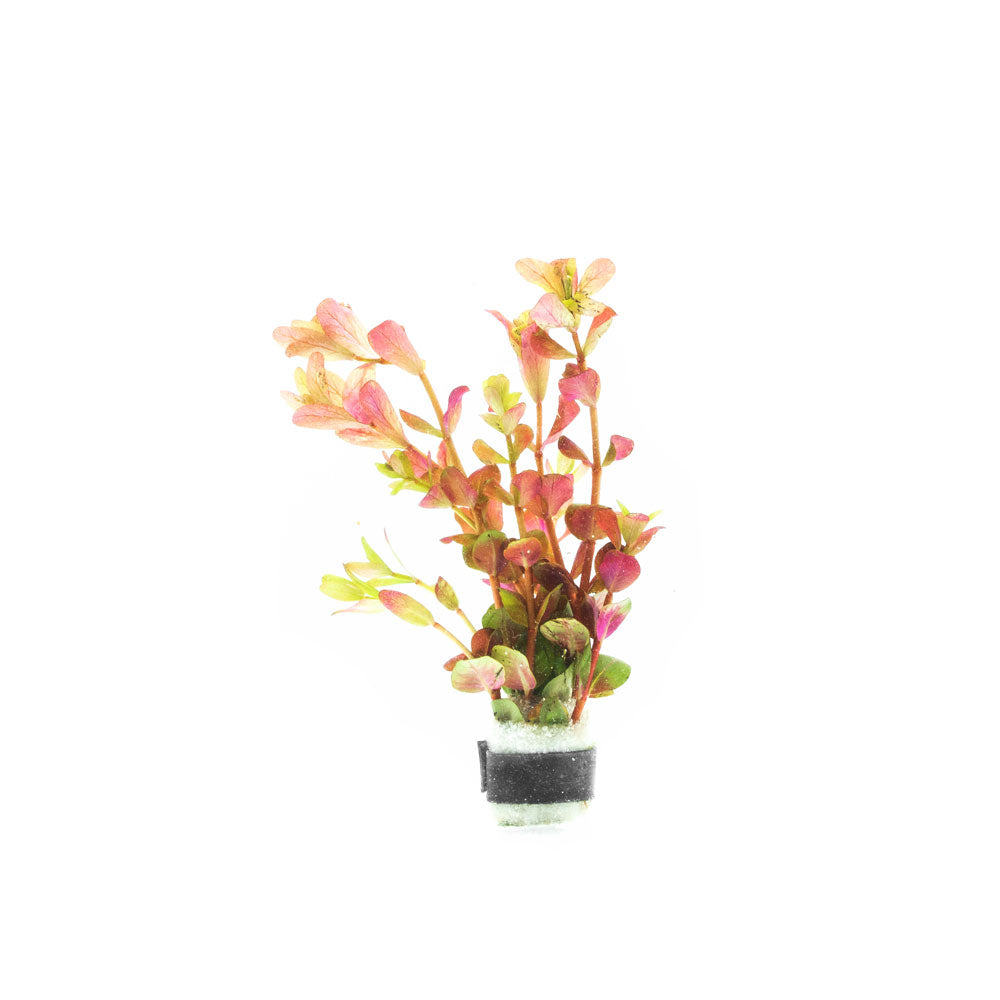 Rotala Rotundifolia Orange Juice Aquatic Plant - Buce Plant