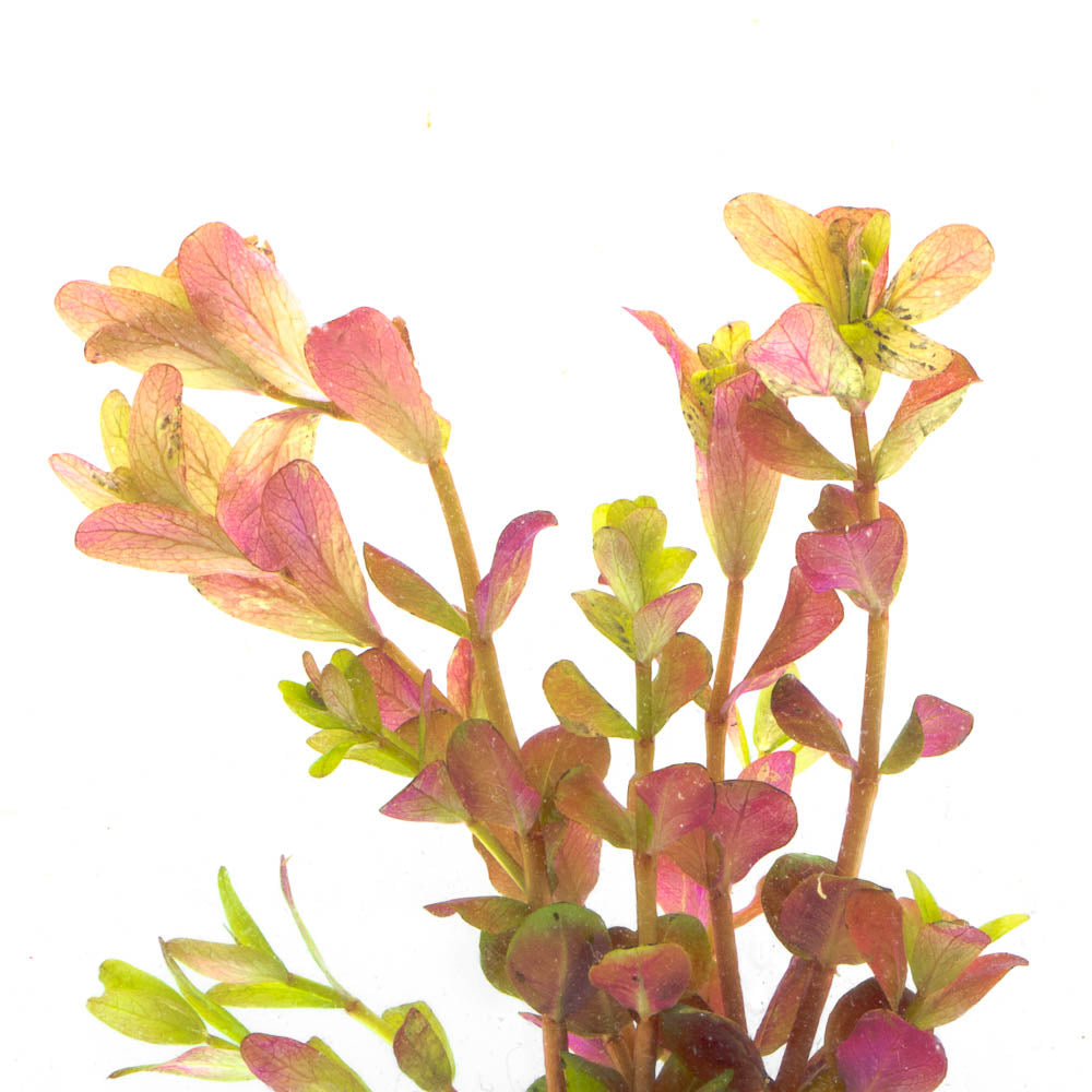 Rotala Rotundifolia Orange Juice Aquatic Plant - Buce Plant