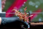 Rotala Rotundifolia Orange Juice Aquatic Plant - Buce Plant