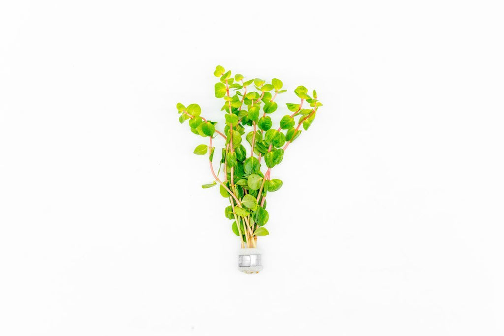 Rotala Rotundifolia Orange Juice Aquatic Plant - Buce Plant