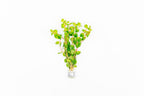 Rotala Rotundifolia Orange Juice Aquatic Plant - Buce Plant