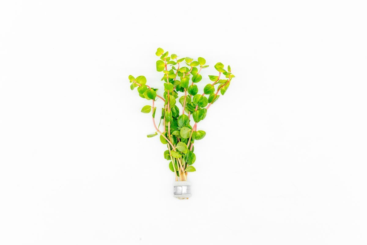 Rotala Rotundifolia Orange Juice Aquatic Plant - Buce Plant