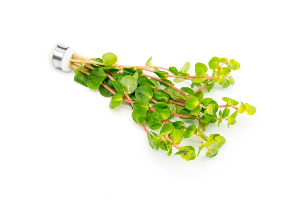 Rotala Rotundifolia Orange Juice Aquatic Plant - Buce Plant