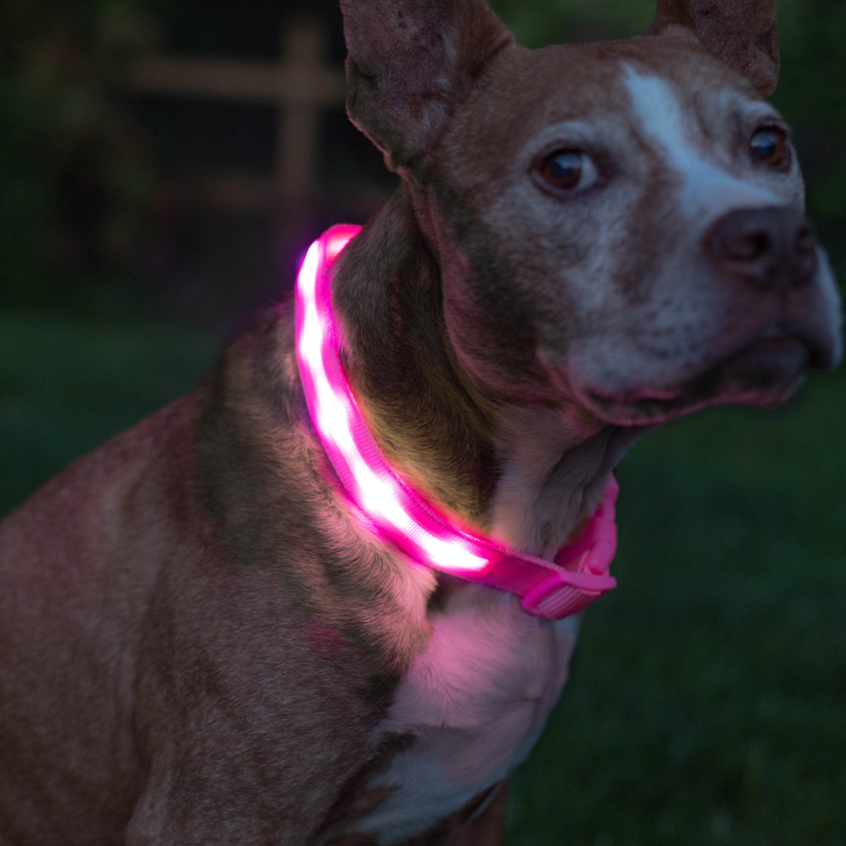 Pink LED Dog Collar #color_pink