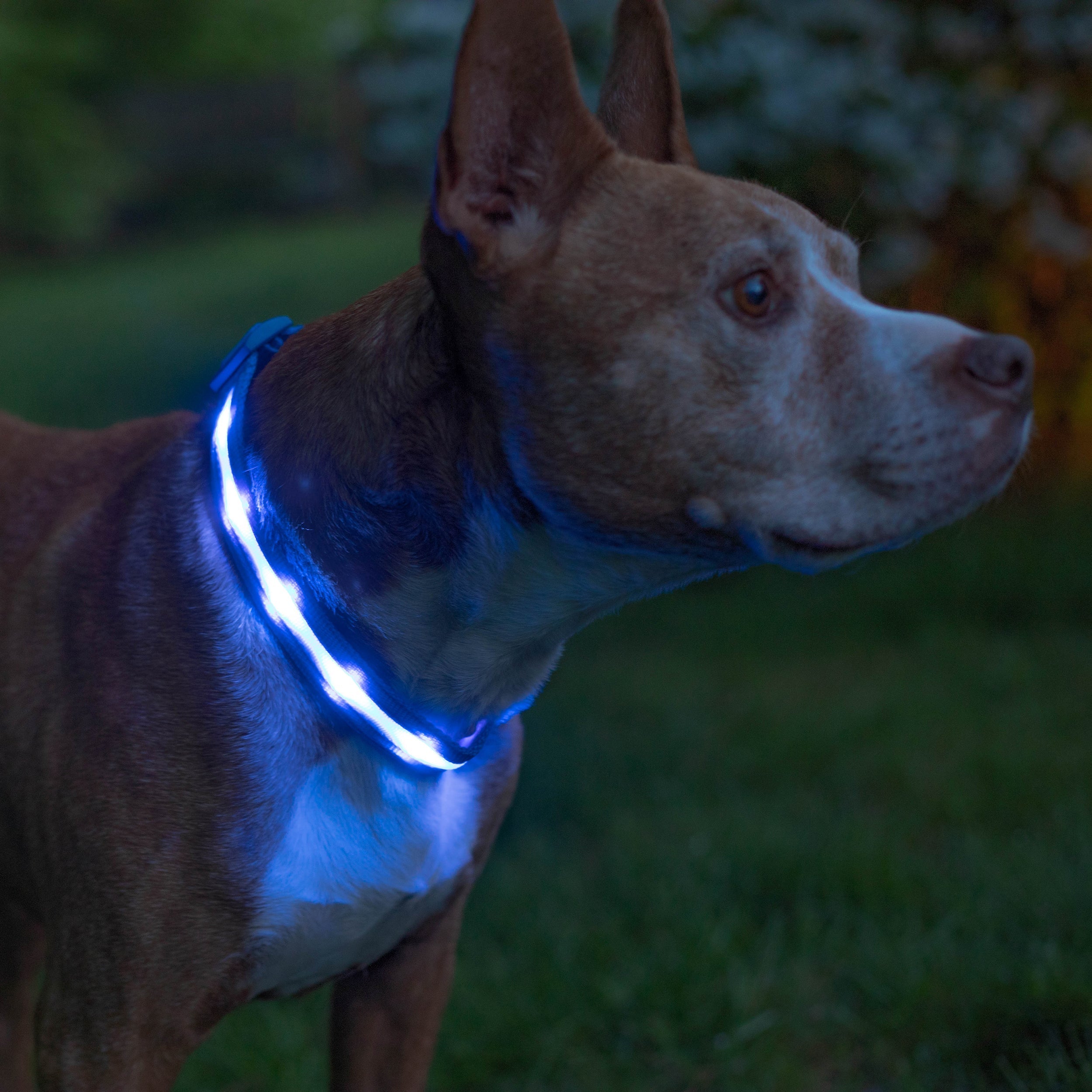 Blue LED Dog Collar #color_blue
