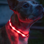 Red LED Dog Collar #color_red