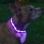 Purple LED Dog Collar #color_purple