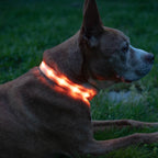 Orange LED Dog Collar #color_orange