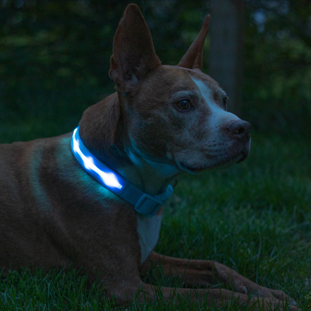 Light Blue LED Dog Collar #color_light blue