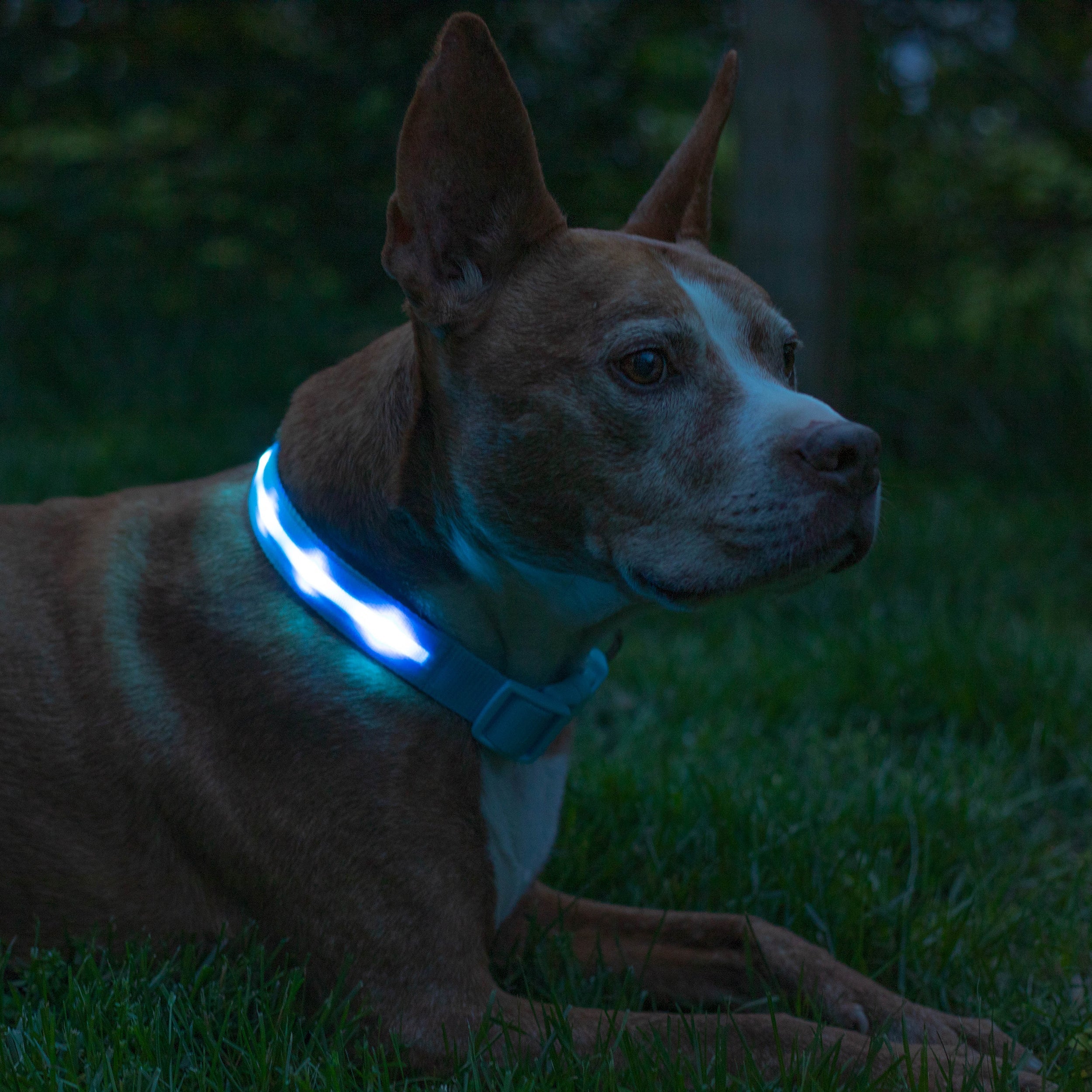Light Blue LED Dog Collar #color_light blue