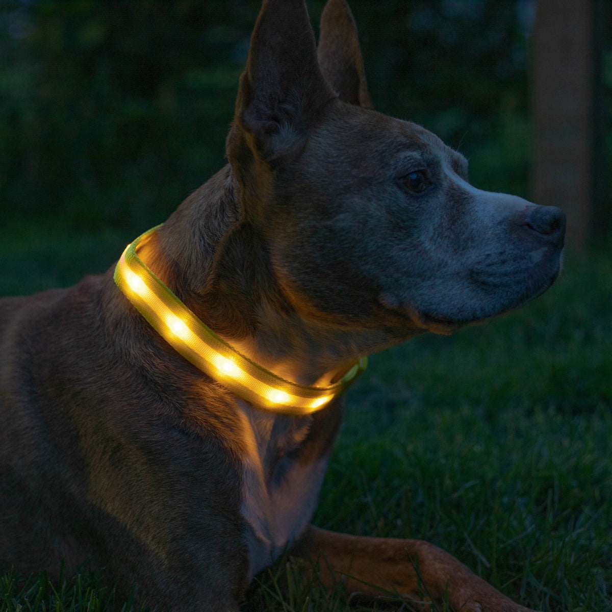 Yellow LED Dog Collar #color_yellow