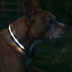 Black LED Dog Collar #color_black