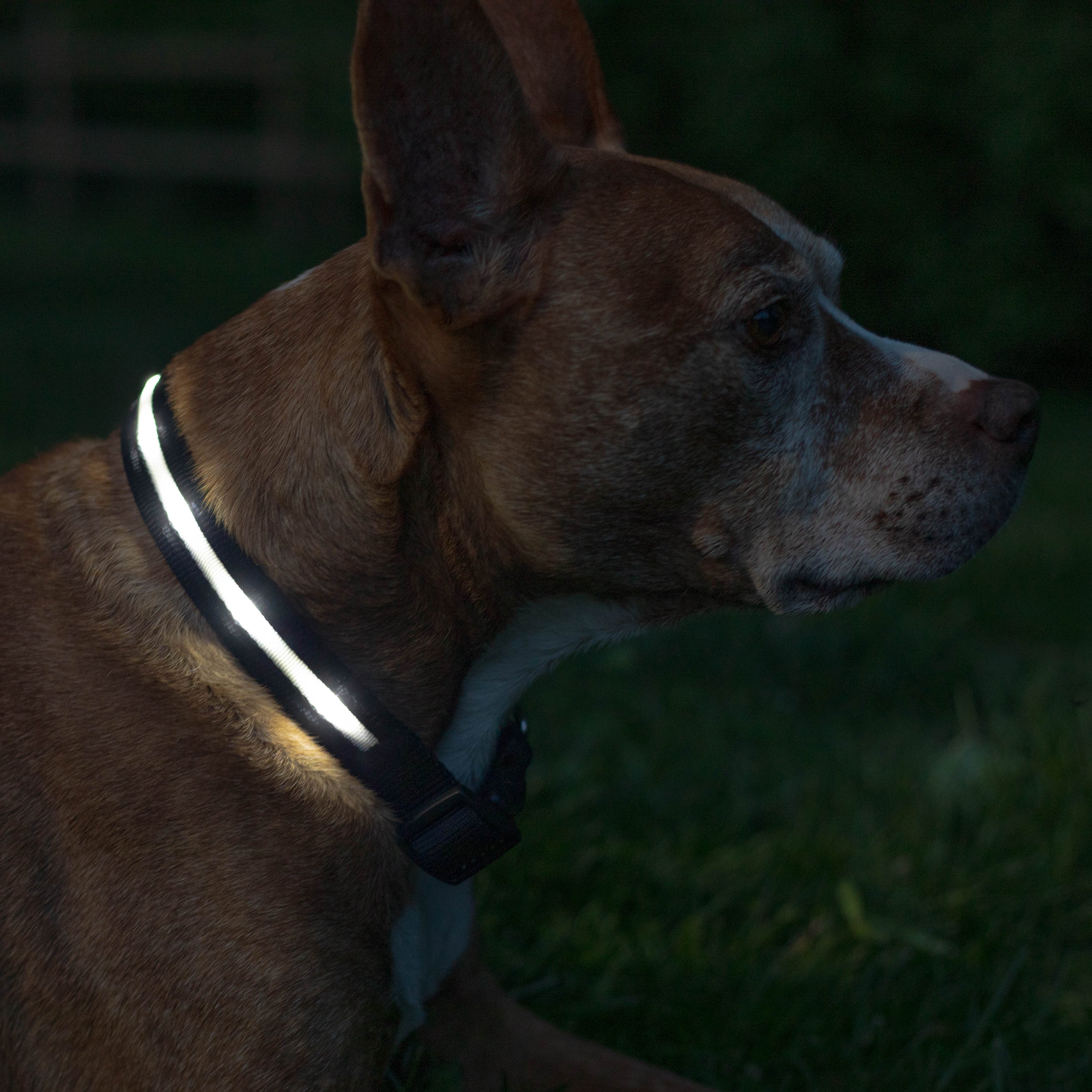 Black LED Dog Collar #color_black