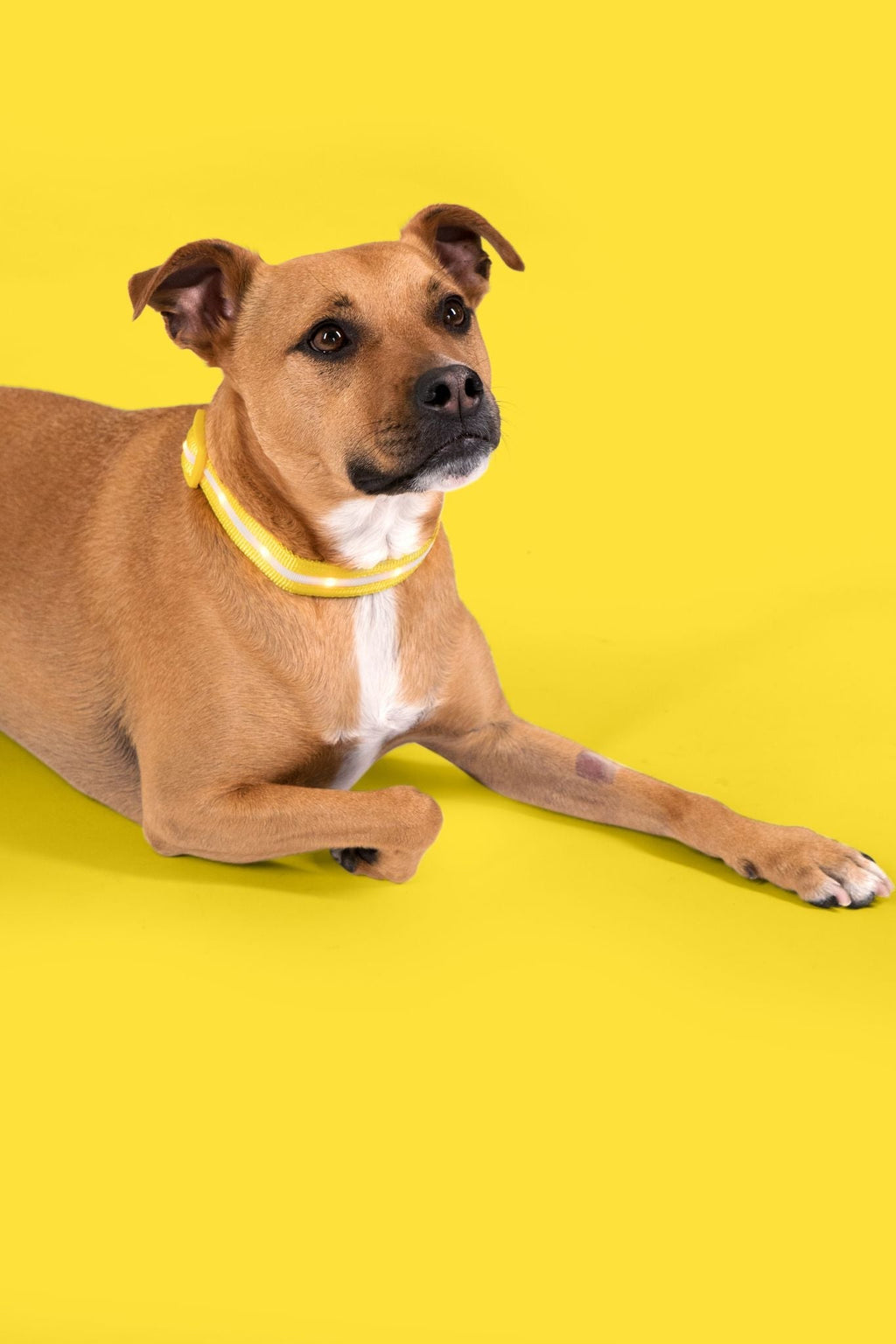 Yellow LED Dog Collar #color_yellow
