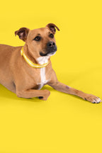 Yellow LED Dog Collar #color_yellow